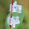 Miniatyrbillede 1 af 5: 100-pak klare plantepodningsclips til tomater, grøntsager og blomster