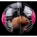 Miniatyrbilde 4 av 5: Søt Hamster Treningshjul - 4,7 Tommer Krystallkule, Stille Løpehjul for Små Dyr