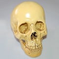 Miniatyrbillede 5 af 5: Model 1: 1 Resin Menneskekranie Anatomisk Undervisningsdekoration Gul