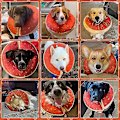 Miniatyrbillede 3 af 5: Donut Design Oppustelig Hundegenopretningskrave - Vaskbar & Justerbar (Medium)