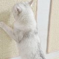 Miniatyrbillede 3 af 5: Kradsebræt til katte, naturligt kradsebræt i sisal 50x80 cm, holdbart kattemøbel dør måtte sisal måtte kradseunderlag til katte