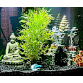 Miniatyrbillede 3 af 3: Stor Buddha Statue til Akvarium - Akvarie Ornament med Hul