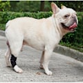 Miniatyrbillede 9 af 11: Knæbeskyttelse til kæledyr Hundebenstøtte M