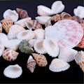 Miniatyrbillede 4 af 8: 100g Strand Blandede Havskaller Mix Havskaller Skal Håndværk Havskaller