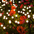 Miniatyrbillede 2 af 6: Solcellelampe firefly havebelysning 1-pak