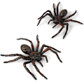 Miniatyrbillede 1 af 5: 2 Pak Realistiske Edderkopper, Legetøjs Edderkop Dyrfigurer, (Smal Sort Edderkop)