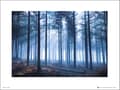 Exklusivt Art Print - Tom Lambert - Winter Tree Landscape Multicolor