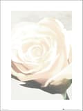 Exklusivt Art Print - White Rose - Vit ros Multicolor