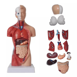 Unisex menneskelig torso krop Anatomi Anatomisk model