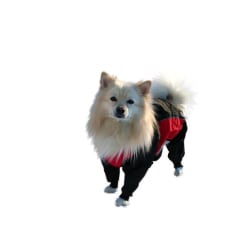 Sadehaalarit Punainen / Musta 32 cm Koiran haalari Koiran vaatteet Black one size