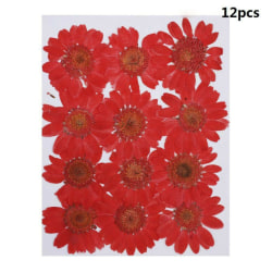 12 st naturliga pressade daisy torkade blommor hänge halsband DIY red