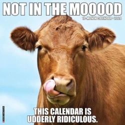 Hauska eläinkalenteri 2024 kalenteri COW COW cow