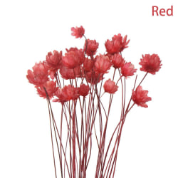 30st dekorativa torkade blommor Mini Daisy RÖD red