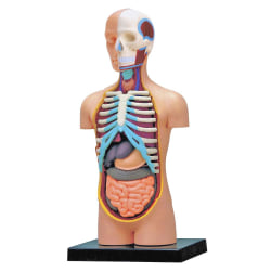 4D Anatomy Model Mini Torso - 32-delt Anatomy Beige