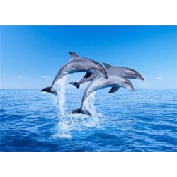 Kort 3D Hoppande Delfiner - Kalikå