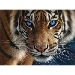 Bild 3D Tiger blå ögon - Krabat