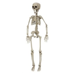 Skelett 76 cm