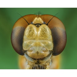 Dragonfly Poster 21x30 cm
