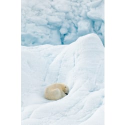 Polar Bear Sleeping Poster 21x30 cm