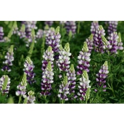Lupin Avalune Lilac /White ca 30 frön (vi väger)
