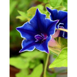 Blomma för dagen  Nil Blue Picotee  8 frö