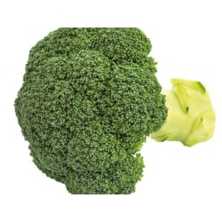 Broccoli F1 "Aquiles" 10 frön