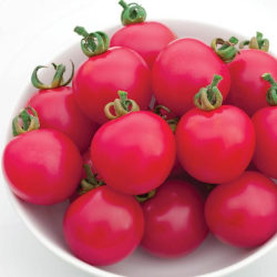 Tomat Pink charmer F1 7 frö