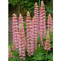 Lupin The Chateleine 15 frö