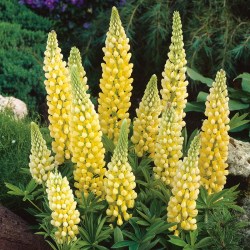 Lupin "Gallery Yellow Shades" 12 frö
