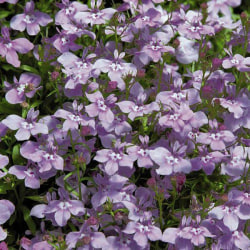 Lobelia Twilight Lilac 1500 frön