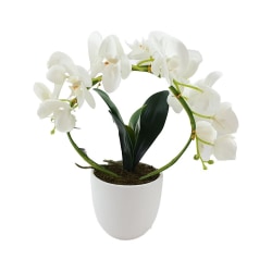 Orkidé Båge i kruka 38 cm Vit