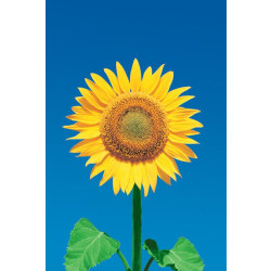 Sunflower - Solros multifärg