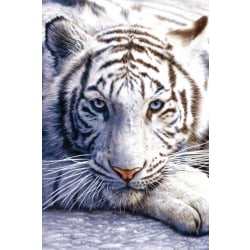 valkoinen tiikeri Multicolor
