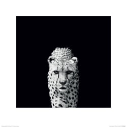 Nicolas Evariste - Acinonyx Jubatus - Cheeta - Gepardi Multicolor