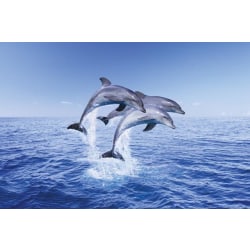 Delfiini - trio Multicolor