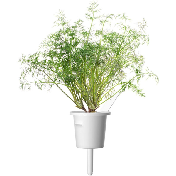 Click & Grow Smart Garden refill Dill 3pcs
