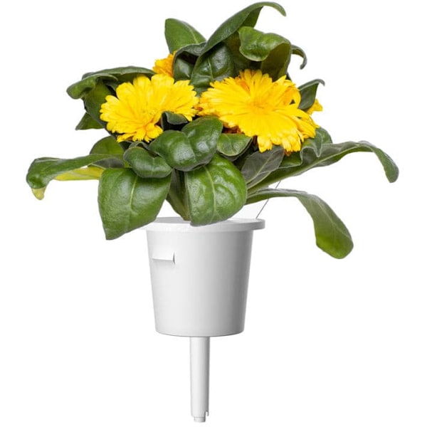 Click & Grow Smart Refill Marigold 3pcs