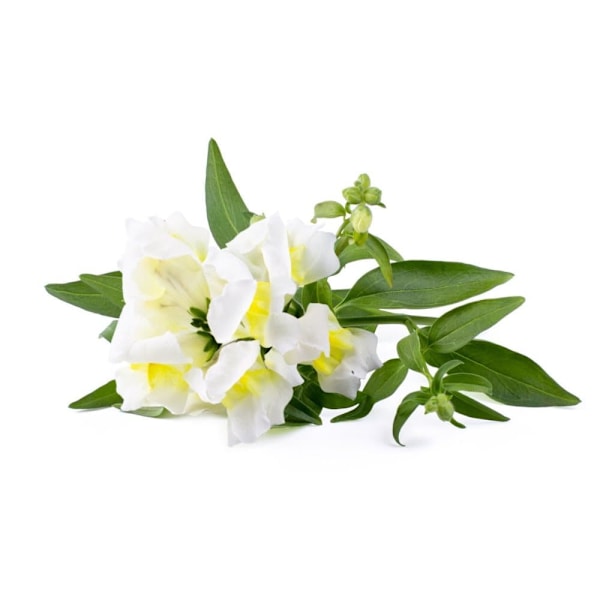 Click & Grow Smart Refill White Snapdragon 3pcs