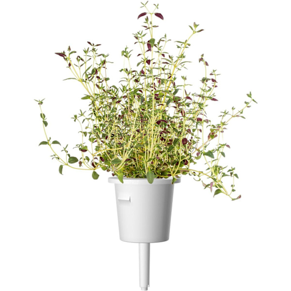 Click & Grow Plant Pod Steak Mix 9pcs