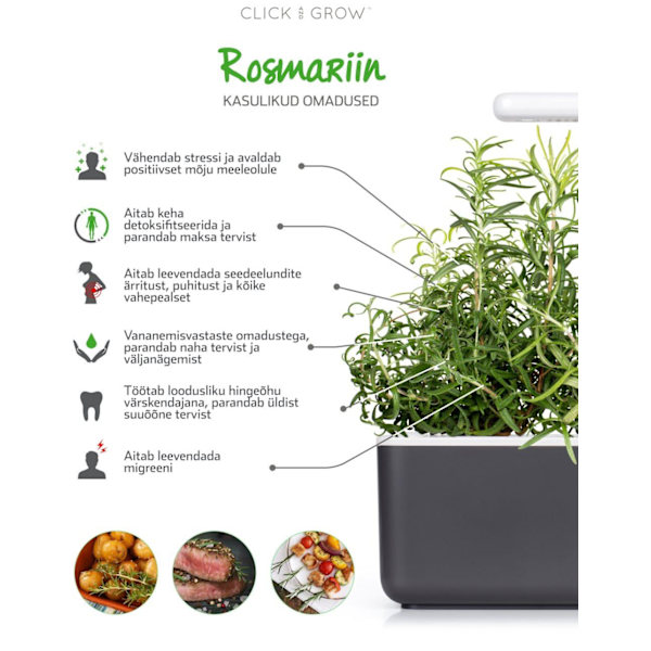 Click & Grow Smart Garden refill Rosemary 3pcs
