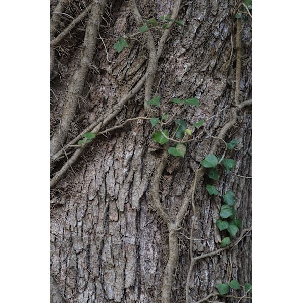 Fujifilm Fujinon XF 60mm f/2.4 R Macro musta