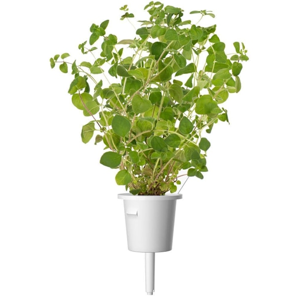 Click & Grow Smart Garden refill Oregano 3pcs