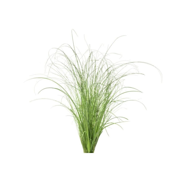 Click & Grow Smart Refill Ornamental Grass 3pcs