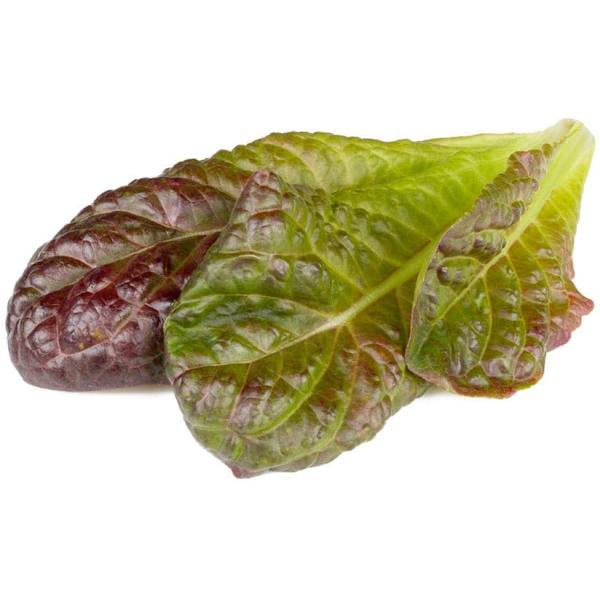 Click & Grow Smart Refill Red romaine lettuce 3pcs