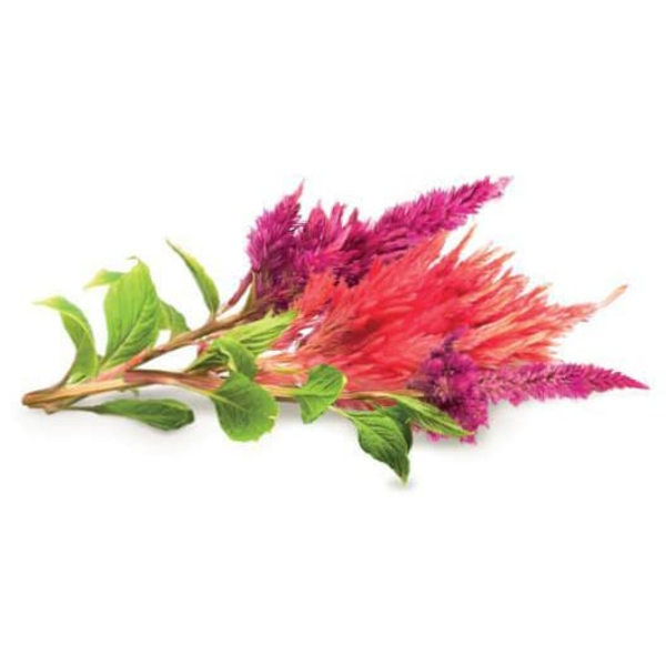 Click & Grow Smart Garden refill Cockscomb 3pcs