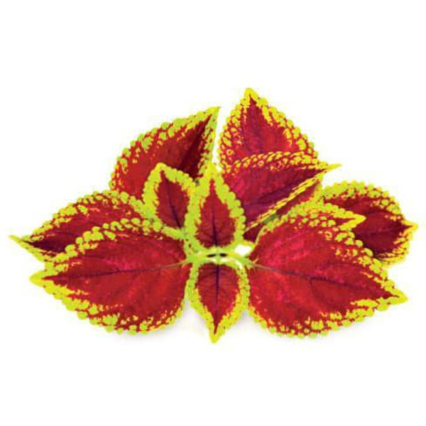 Click & Grow Smart Garden refill Painted Nettle 3pcs