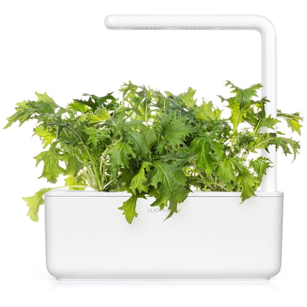 Click & Grow Smart Refill Mizuna 3pcs