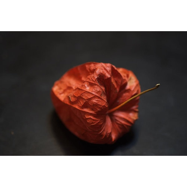 Fujifilm Fujinon XF 60mm f/2.4 R Macro