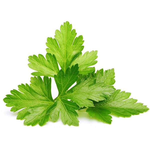 Click & Grow Smart Garden refill Coriander 3pcs