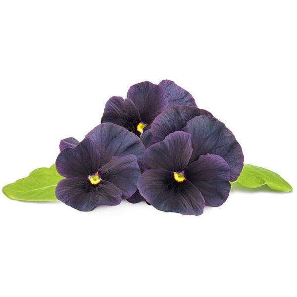 Click & Grow Smart Garden refill Black pansy 3pcs